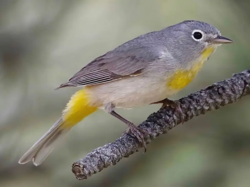 Birds in Utah