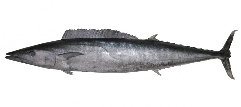 Types of Fish in Florida