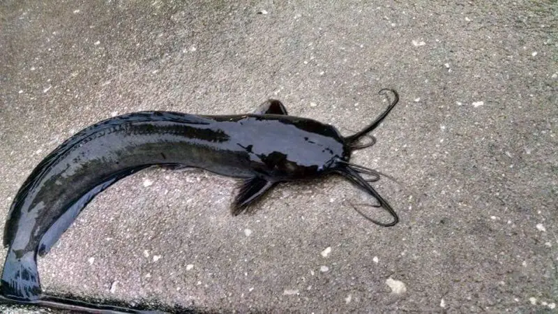 types of fish in florida