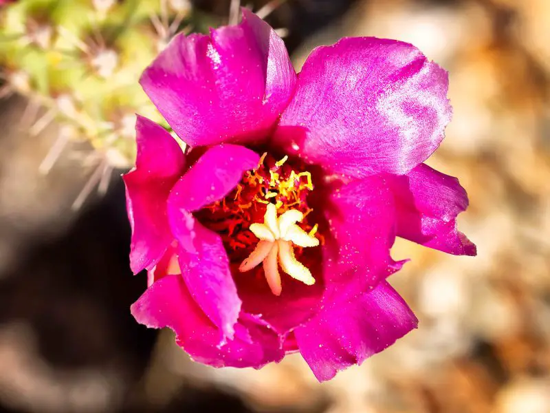 Types of Cactus in New Mexico