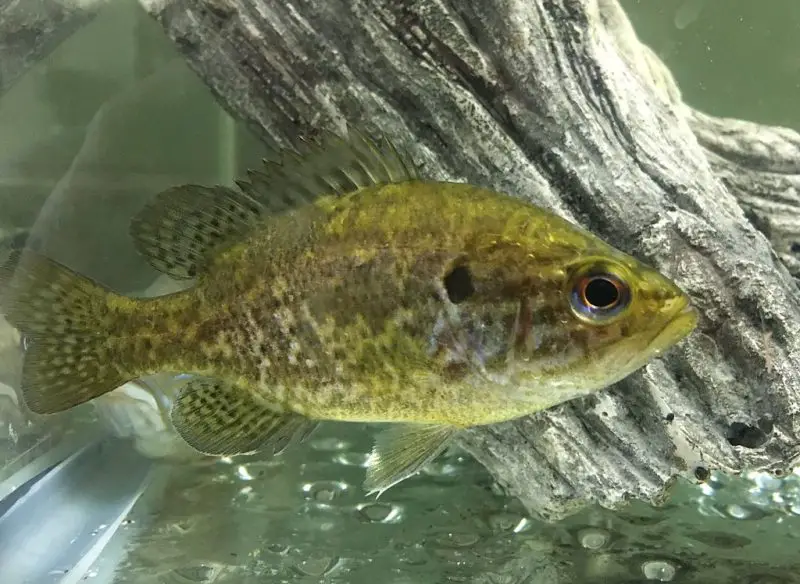 types of fish in florida