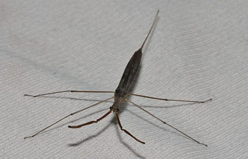 bugs in California