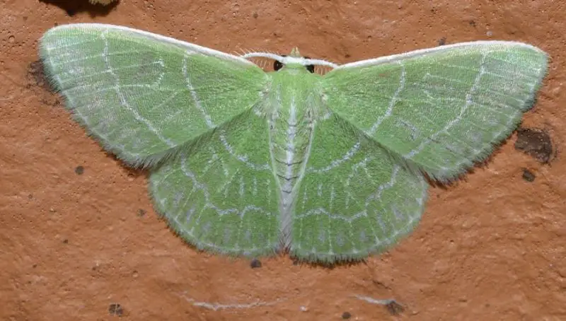Moths in North Carolina