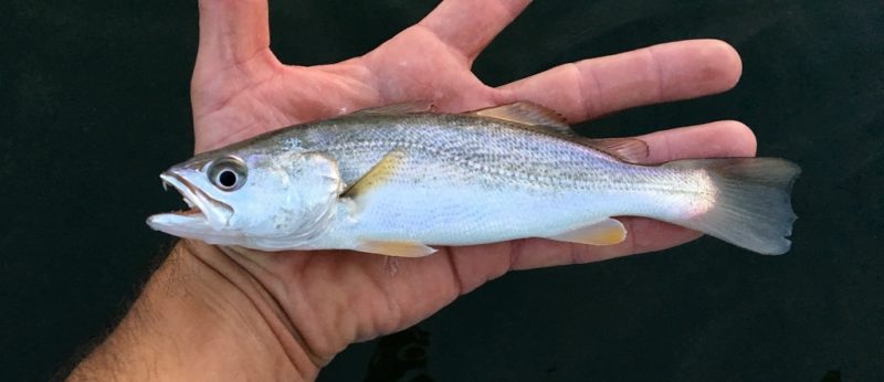 Types of Fish in Florida