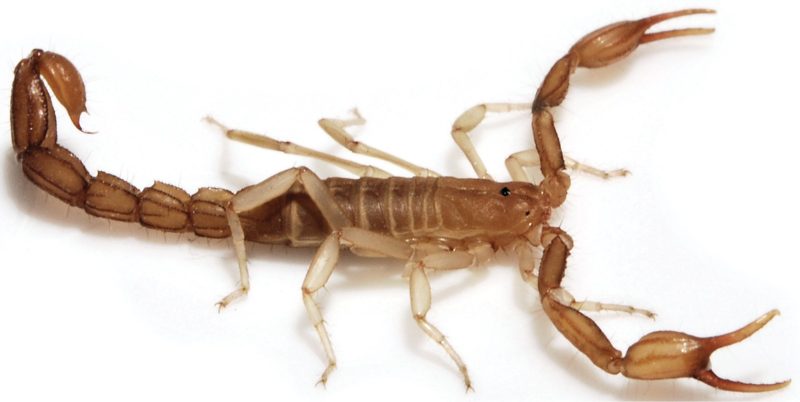 Scorpions in California