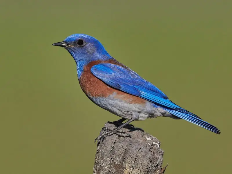 Types of Birds in California