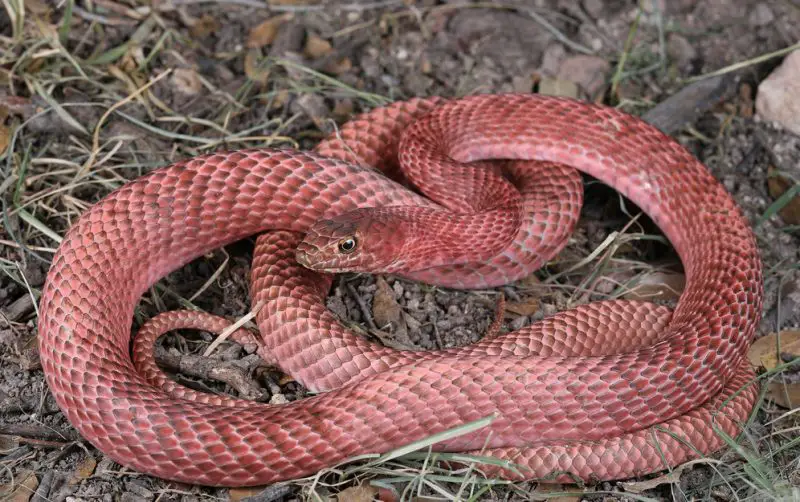 Types of Snakes in Texas