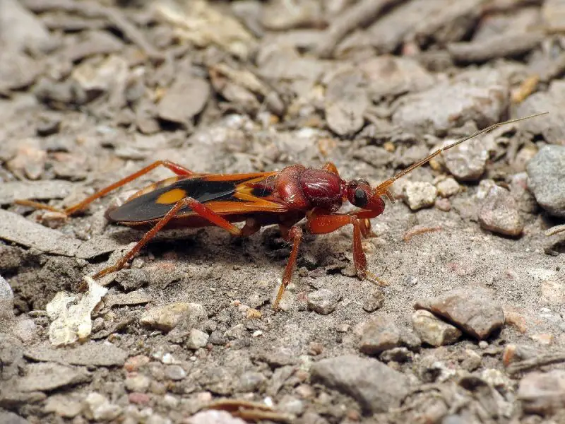 bugs in California