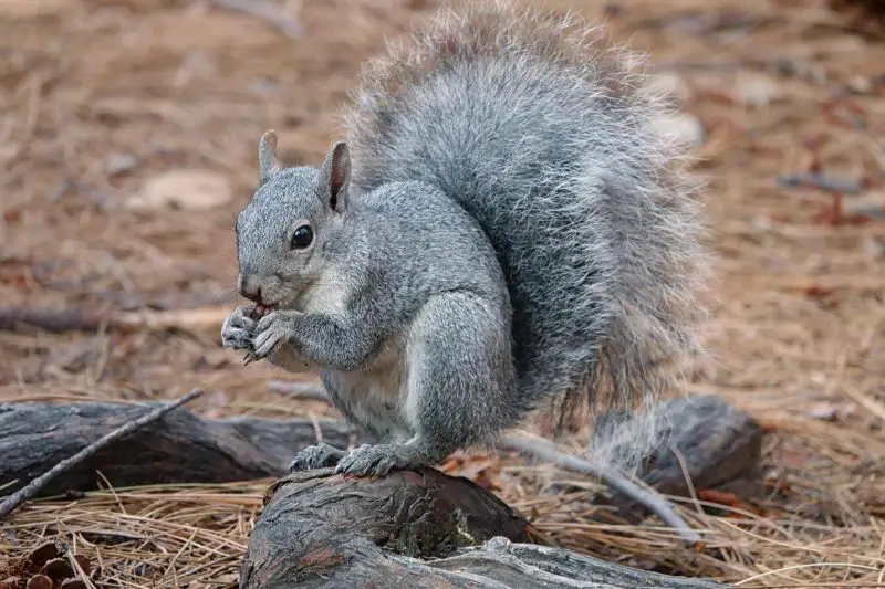 Types of Squirrels in Washington State