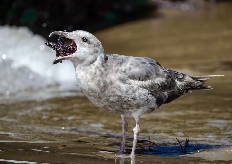 Gulls in California