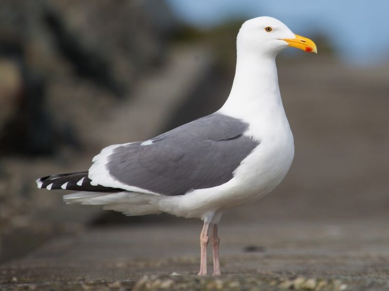 Gulls in California