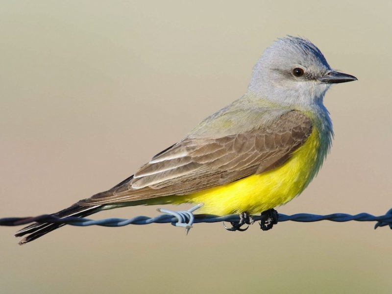 Types of Birds in California