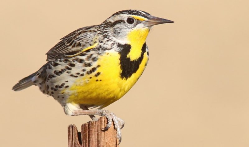 Yellow Birds in Kansas
