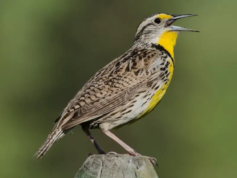 Types of Birds in California
