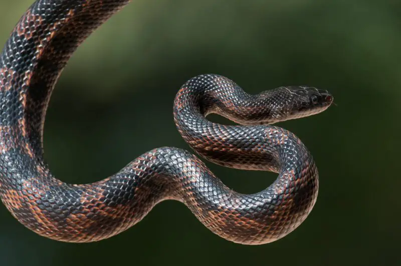 Types of Snakes in Oklahoma