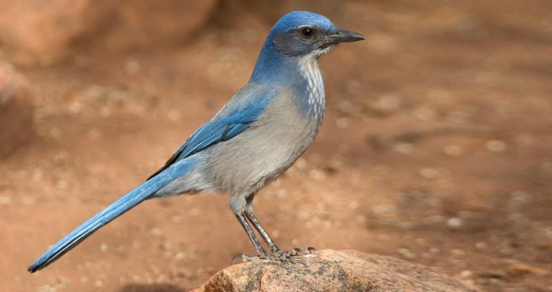 Birds in Utah