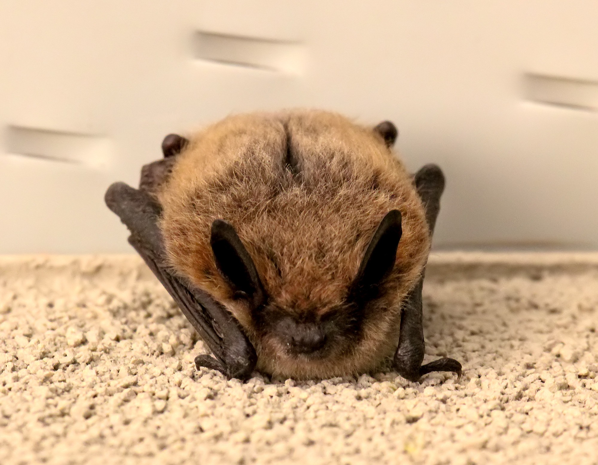 Types of Bats in Idaho
