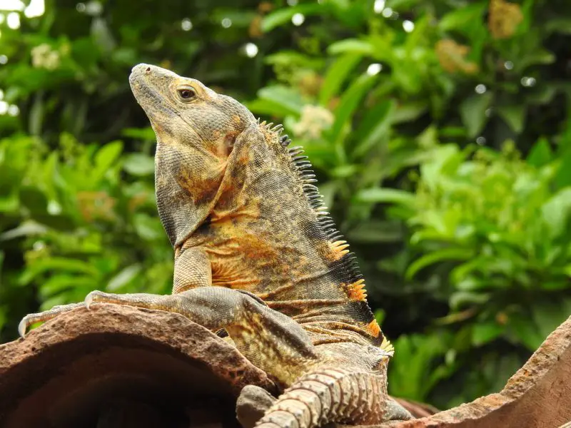 Lizards in Texas