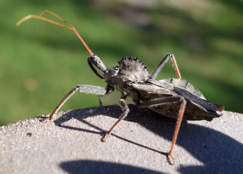 bugs in California