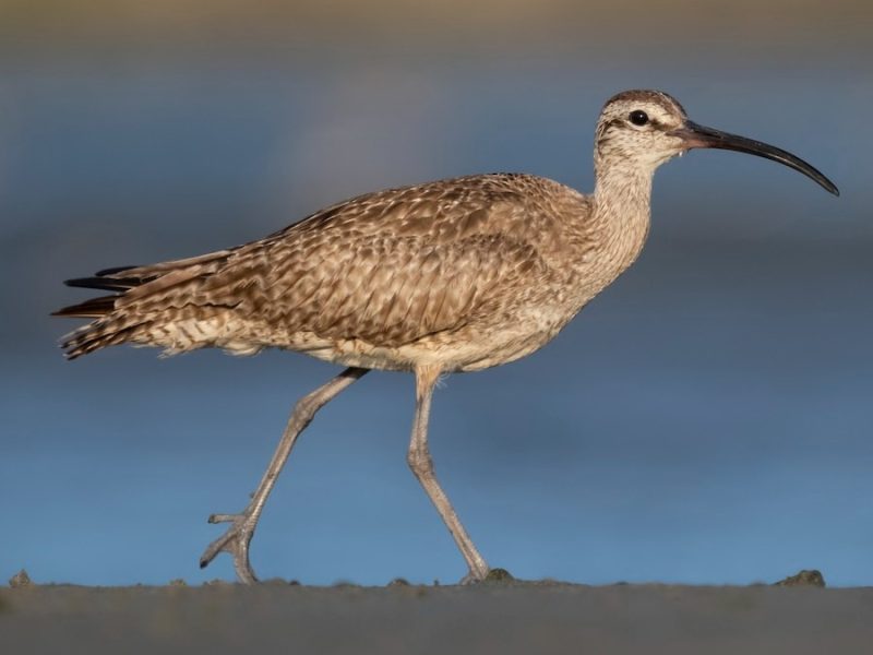 Shorebirds in Florida