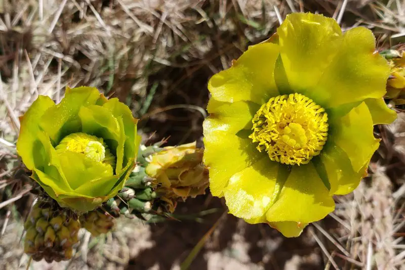 Types of Cactus in New Mexico
