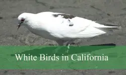 19 Types of White Birds in California (Pictures and Identification)