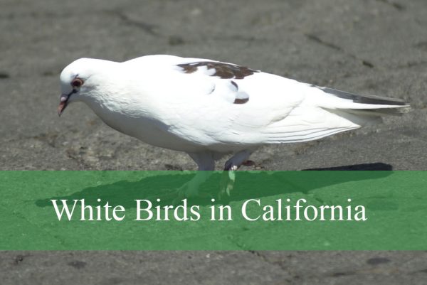 White Birds in California