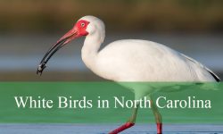 21 White Birds in North Carolina (With Pictures and Identification)