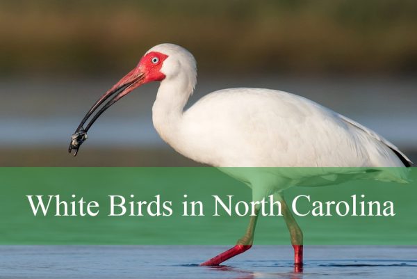 White Birds in North Carolina