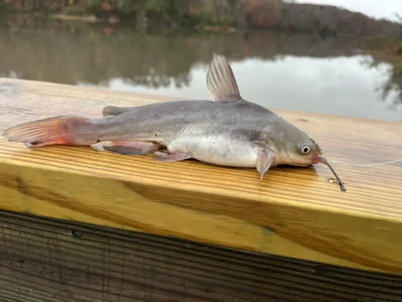 types of fish in florida