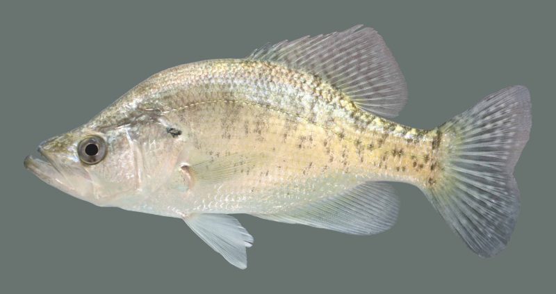 types of fish in florida