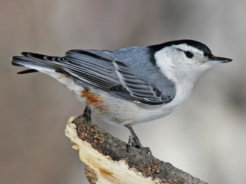 Types of Birds in California