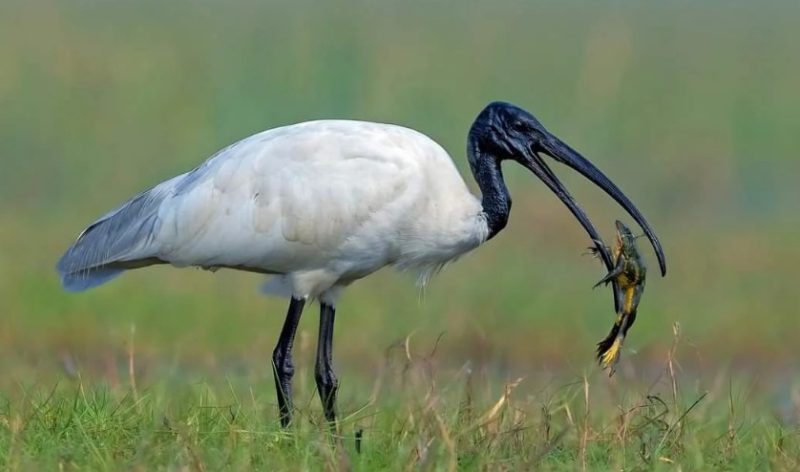 White Birds in California