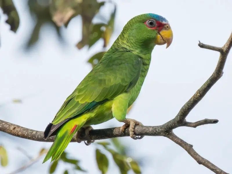 Parrots in California