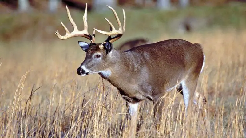 Wild Animals in South Dakota