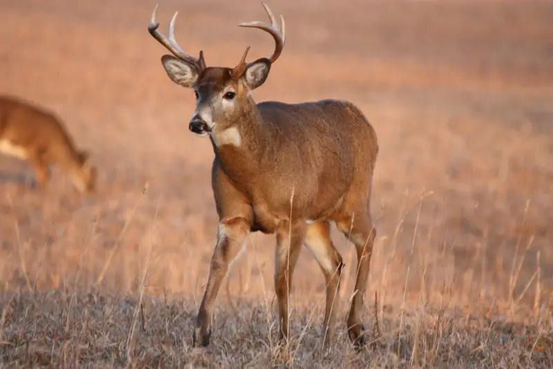 Types of Deer in Colorado