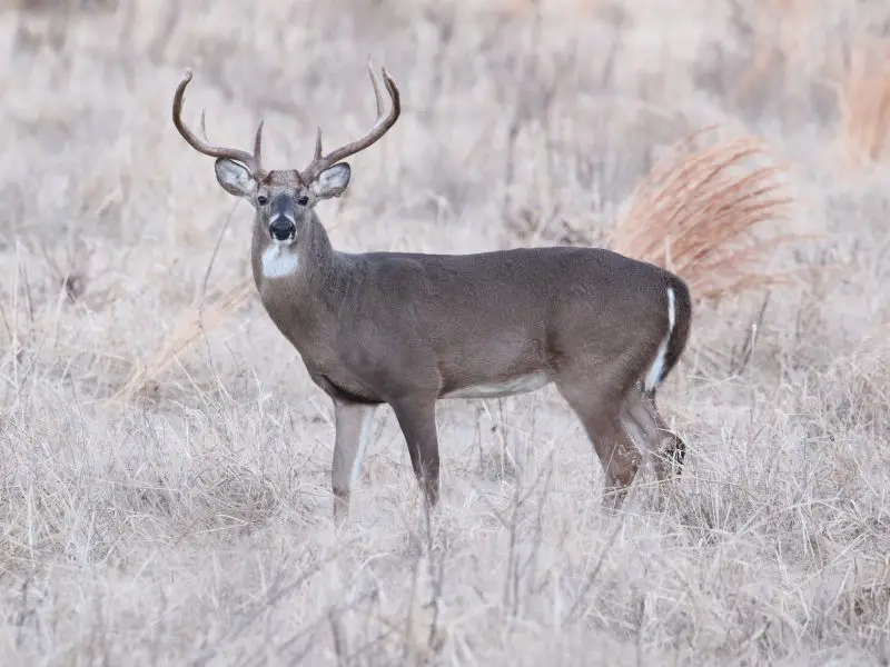 Deer in Pennsylvania