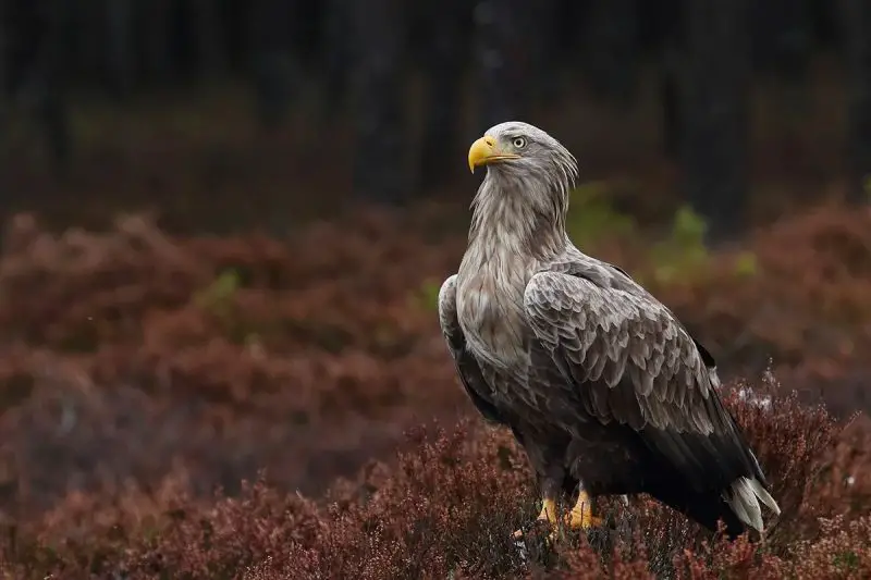 Eagles in Utah