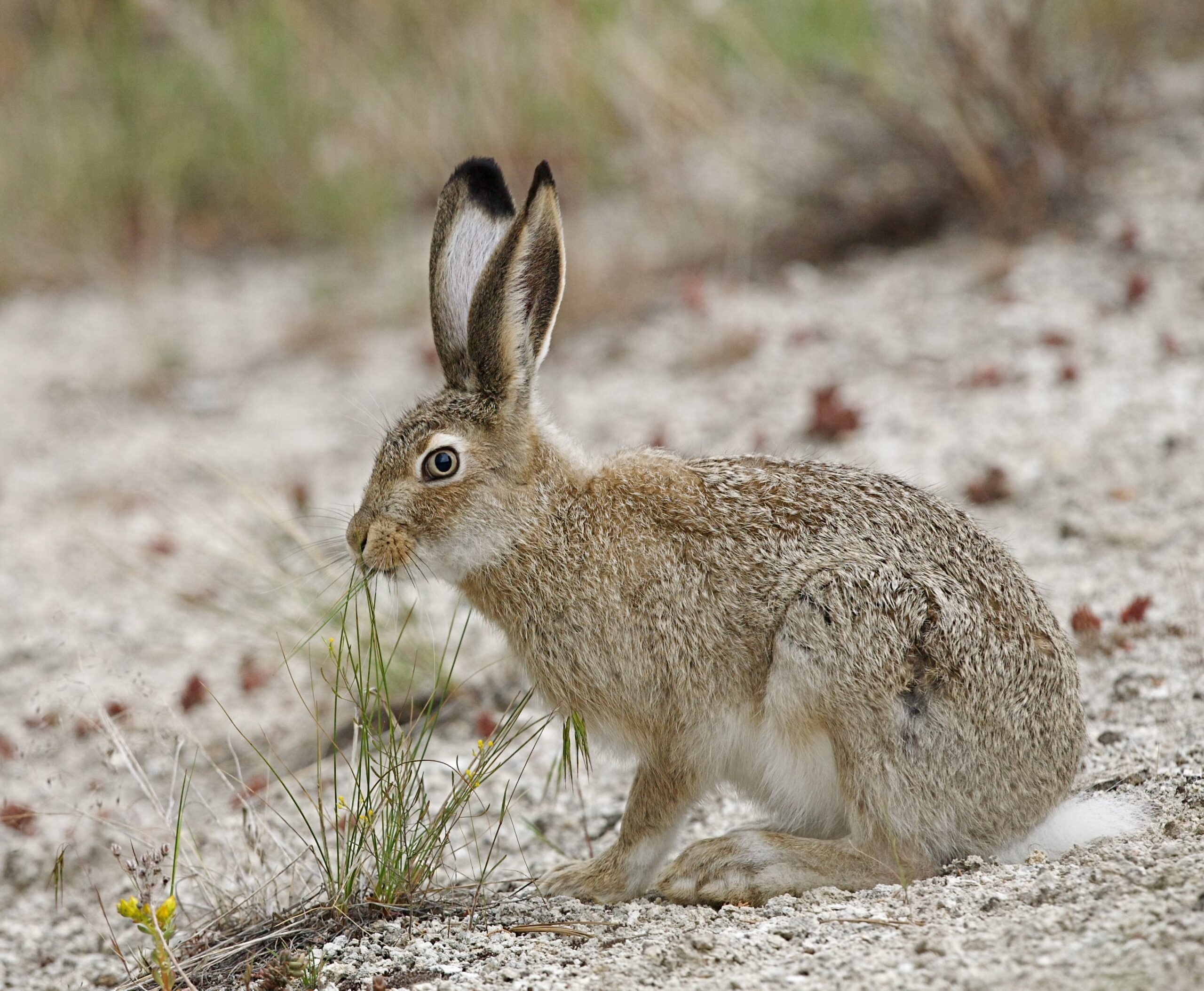 Wild Rabbits in Texas