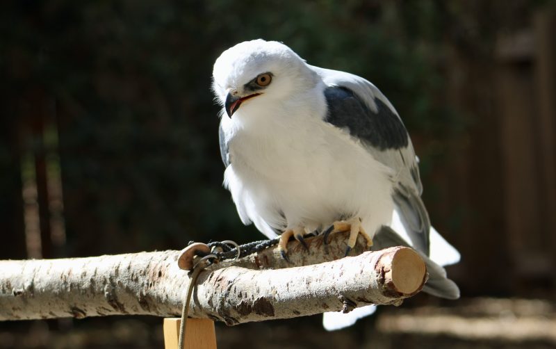 White Birds in California