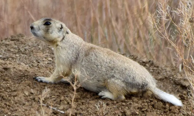 Prairie Dogs Found in Montana