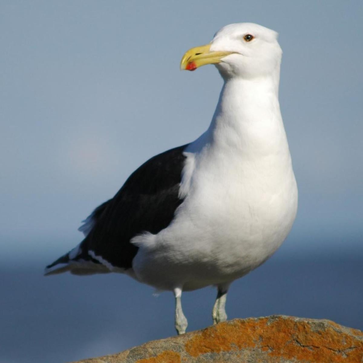 White Birds in California