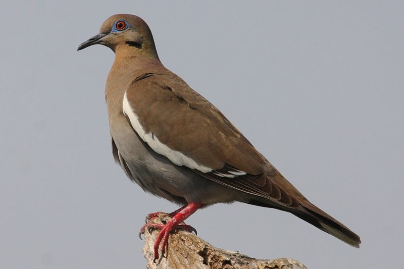 Doves in New York