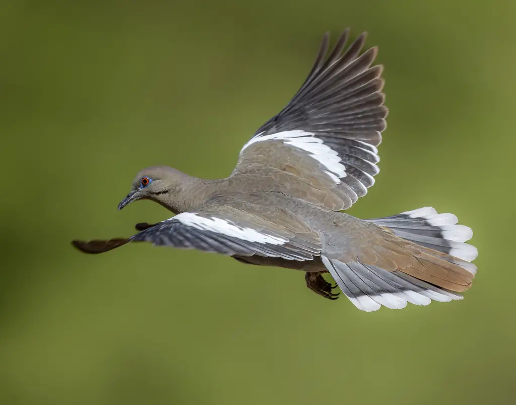 White Birds in California