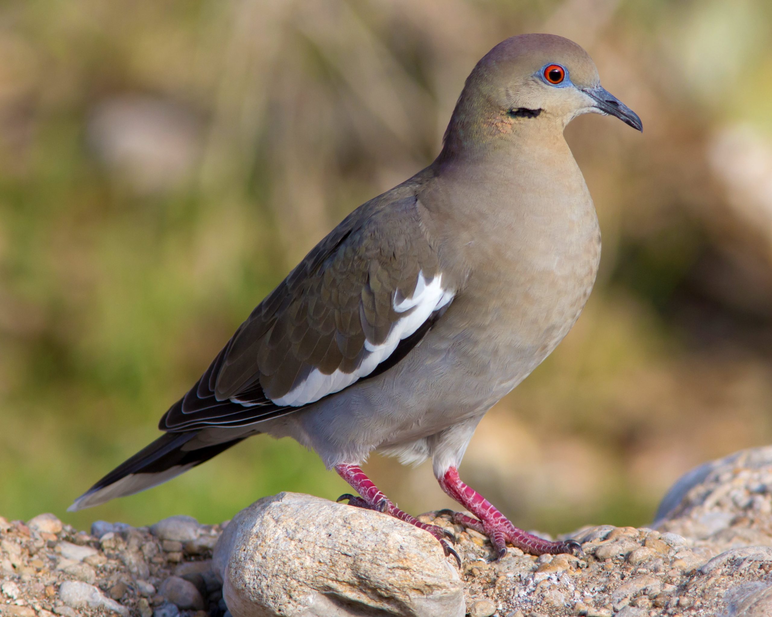 Doves and Pigeons in Iowa