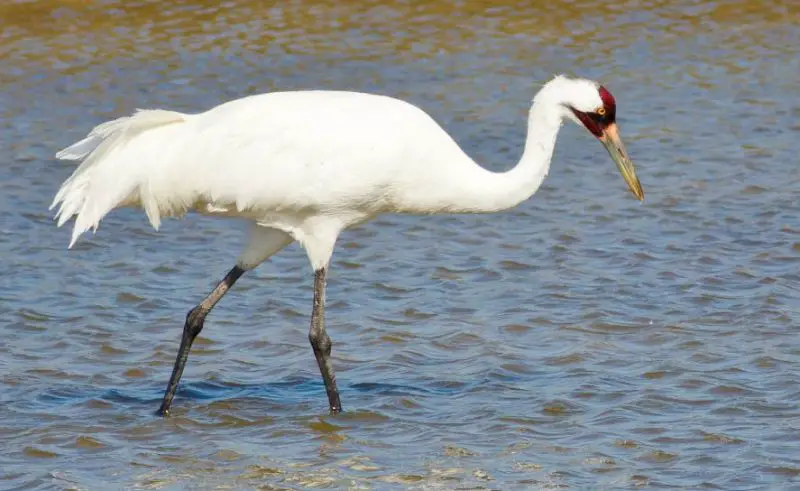 Types of Cranes in Wisconsin