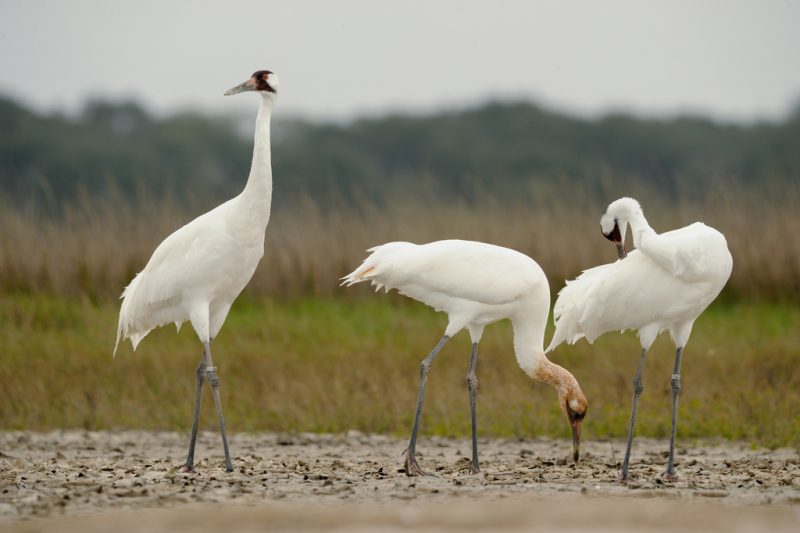 Cranes in Wisconsin