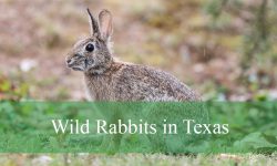 6 Wild Rabbits in Texas (With Pictures and Identification)