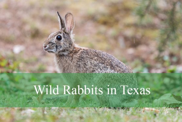 Wild Rabbits in Texas