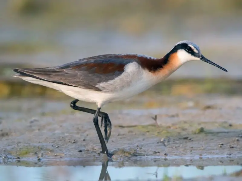 Shorebirds in Florida